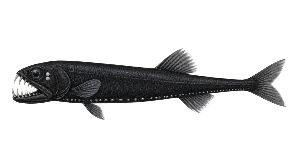 Ilustración científica de Peixe-dragão-negro
