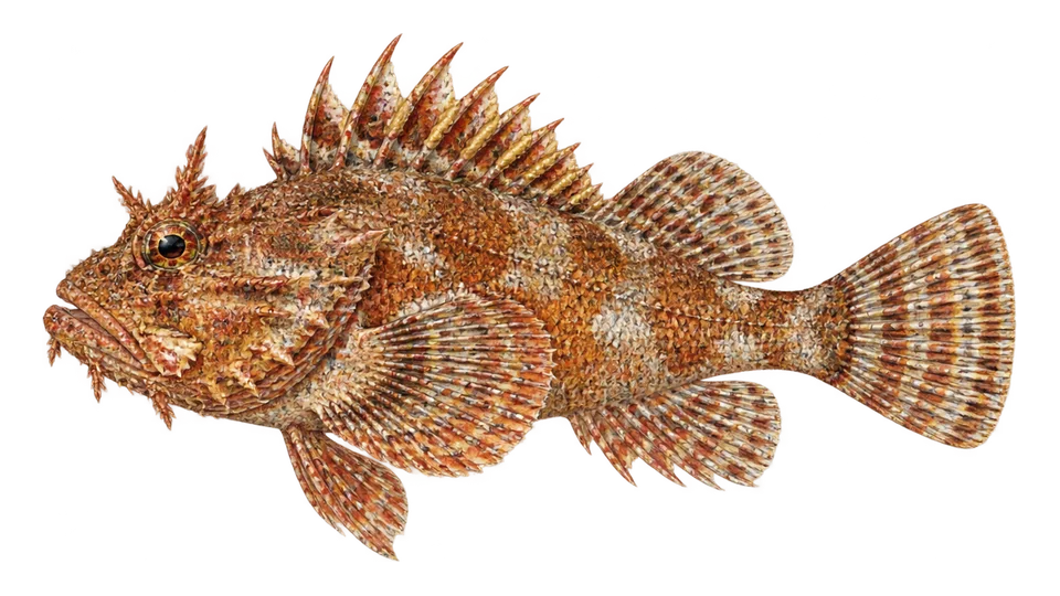 Scientific illustration of Spinycheek scorpionfish