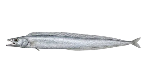 Ilustración de Sable