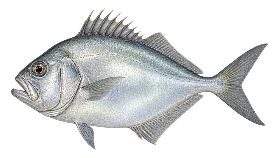 Ilustración científica de Peixe-espelho