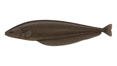 Illustration of Peixe-faca-macana