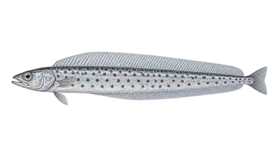 Scientific illustration of Polka-dot ribbonfish