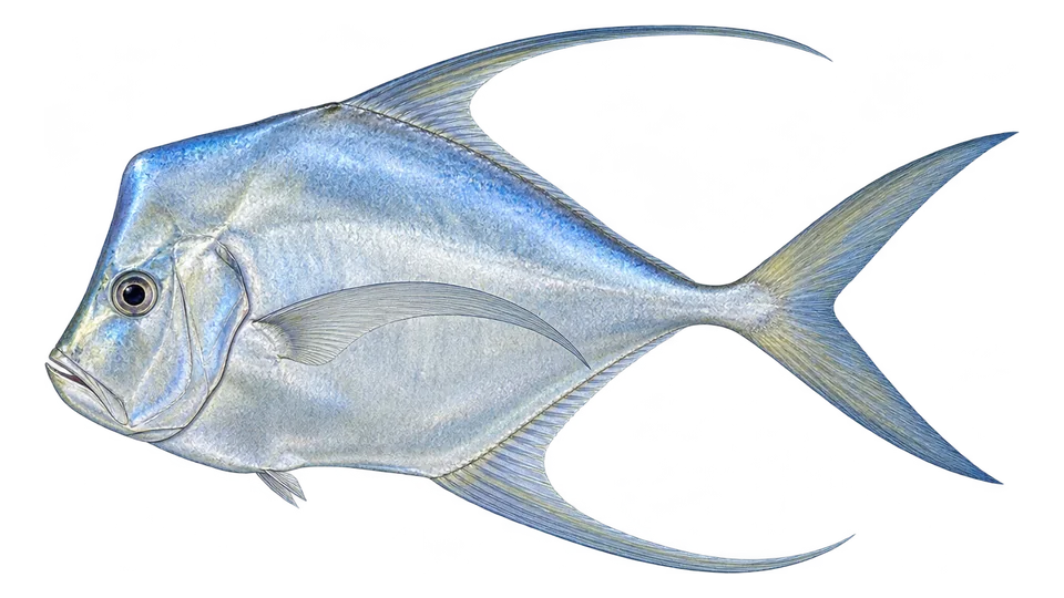 Scientific illustration of Hairfin lookdown