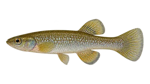 Ilustración de Sardinilla del Pánuco