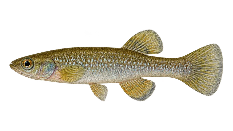 Ilustración científica de Sardinilla del Pánuco