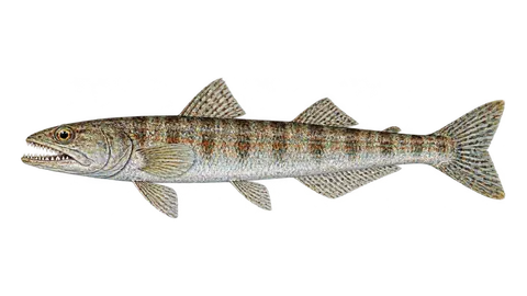 Ilustración de Huavina