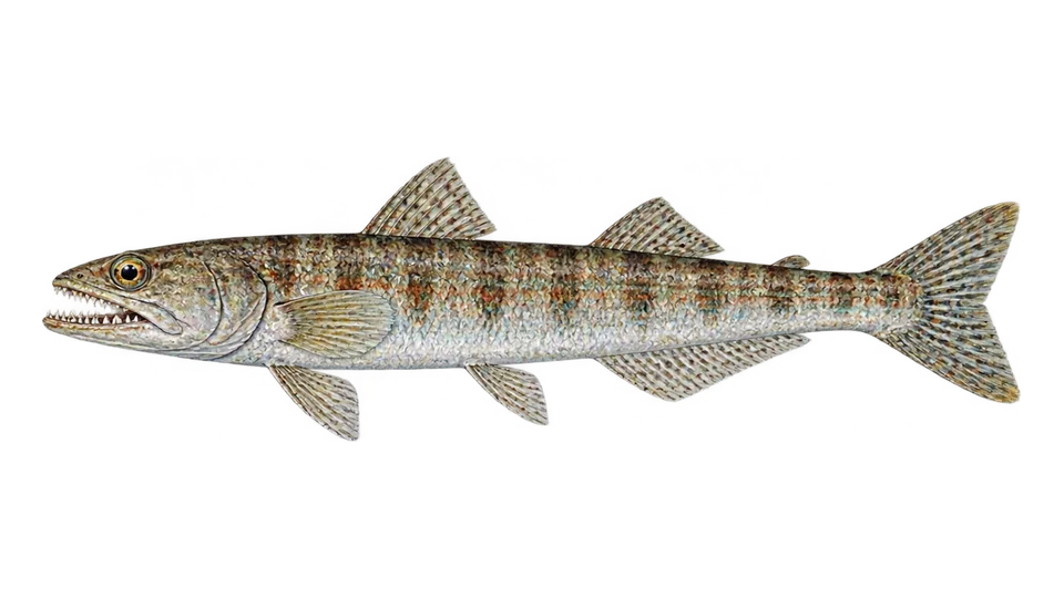 Scientific illustration of Shorthead lizardfish