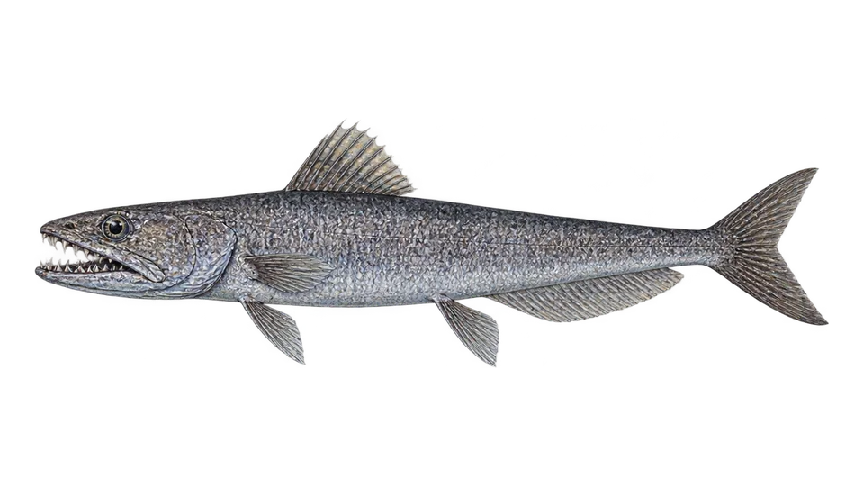 Scientific illustration of Deep-sea lizardfish