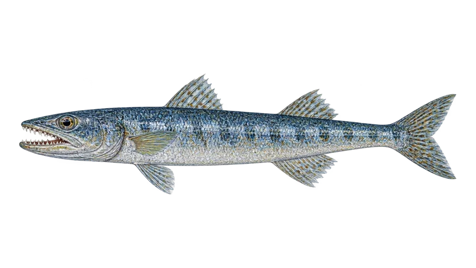Scientific illustration of Atlantic lizardfish