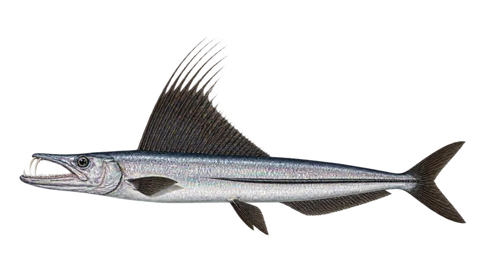 Scientific illustration of Long snouted lancetfish