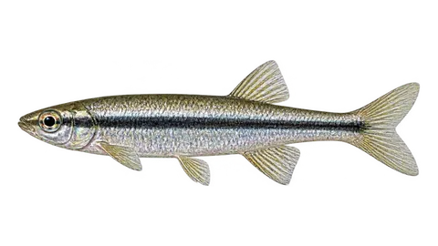 Ilustración de Peixe-lápis-brilhante