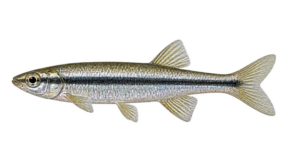 Ilustración científica de Peixe-lápis-brilhante