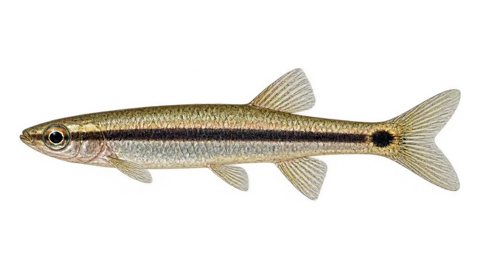 Ilustración científica de Peixe-lápis-de-listra-e-mancha