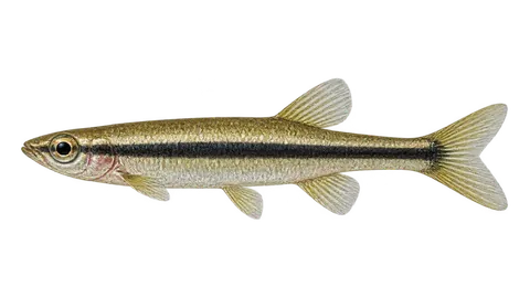 Ilustración de Peixe-lápis-elegante