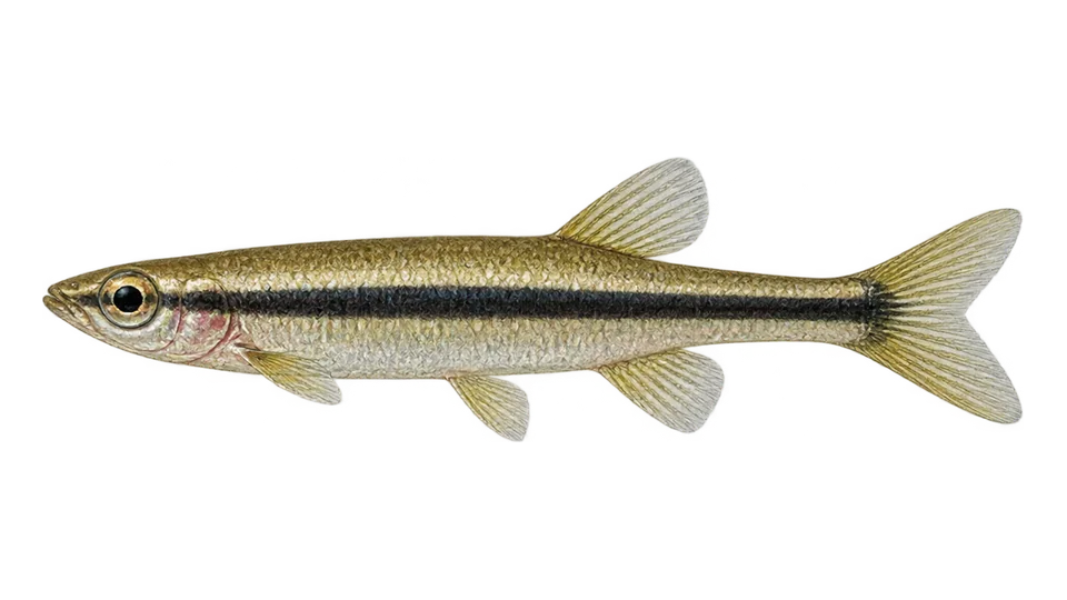 Ilustración científica de Peixe-lápis-elegante