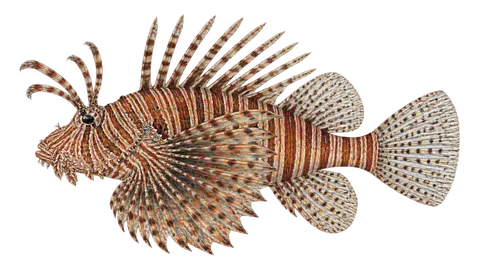 Illustration of Devil firefish