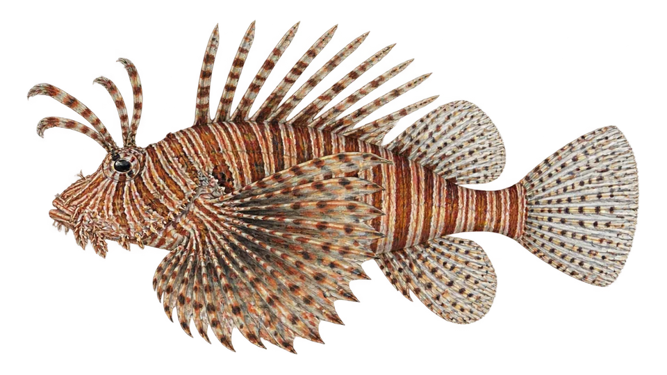 Ilustración científica de Peixe-leão-diabo