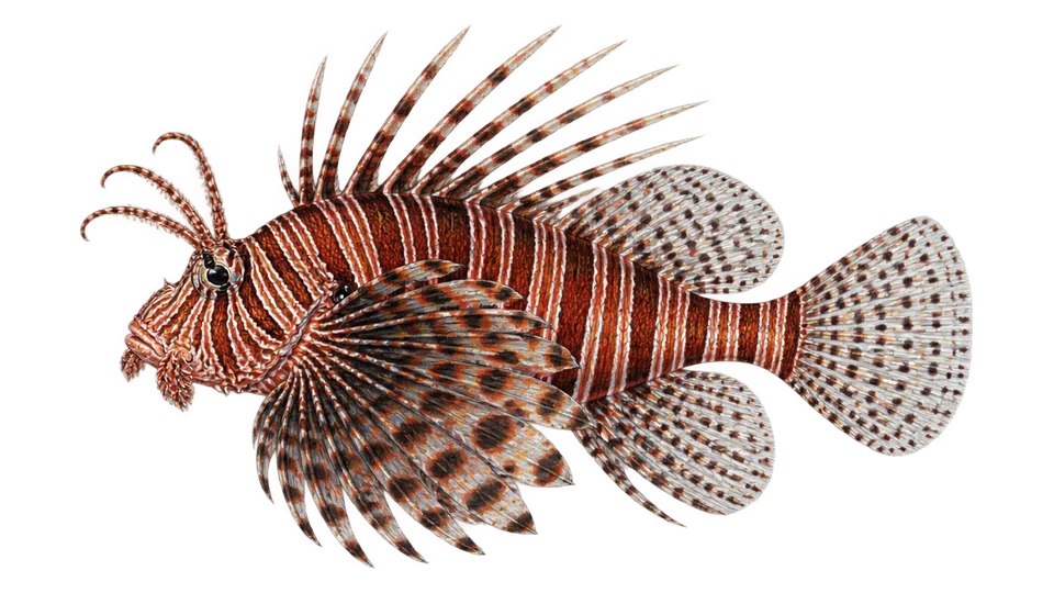 Scientific illustration of Red lionfish