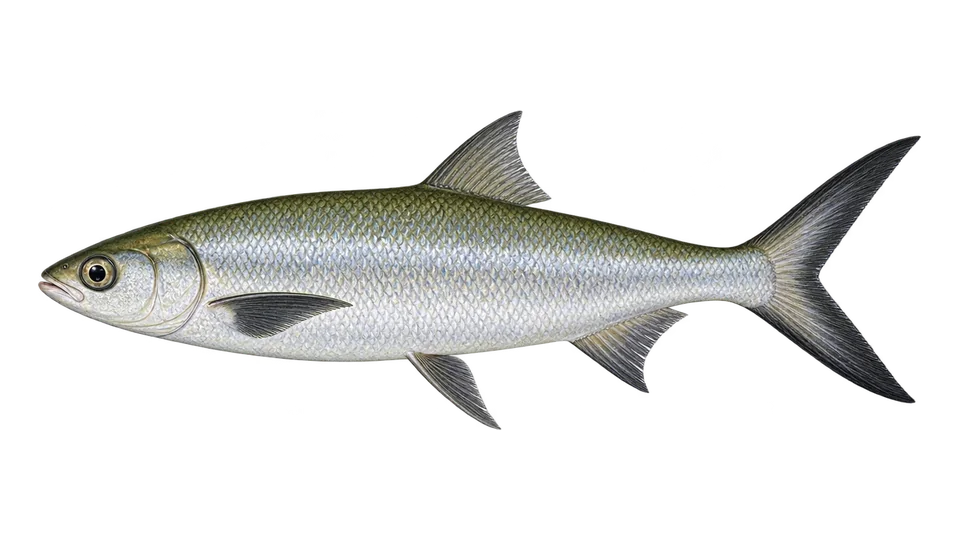 Scientific illustration of Milkfish