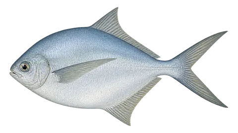 Illustration of Gulf butterfish