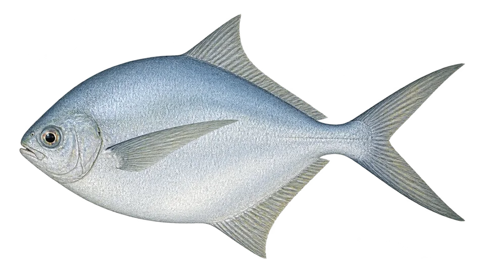 Ilustración científica de Palometa del golfo