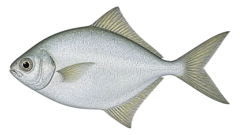Ilustración de Palometa salema