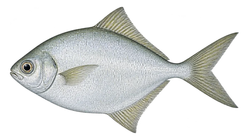 Ilustración científica de Palometa salema