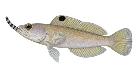 Illustration of Banded jawfish