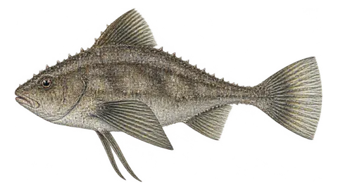 Ilustración de Peixe-morcego-atlântico