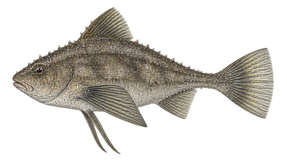 Ilustración científica de Peixe-morcego-atlântico