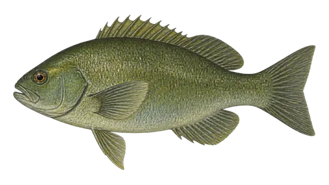 Illustration of Opaleye