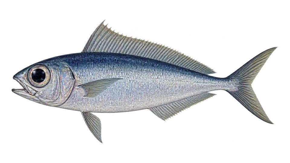 Ilustración científica de Peixe-olhudo