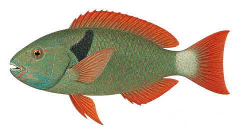 Illustration of Redtail parrotfish