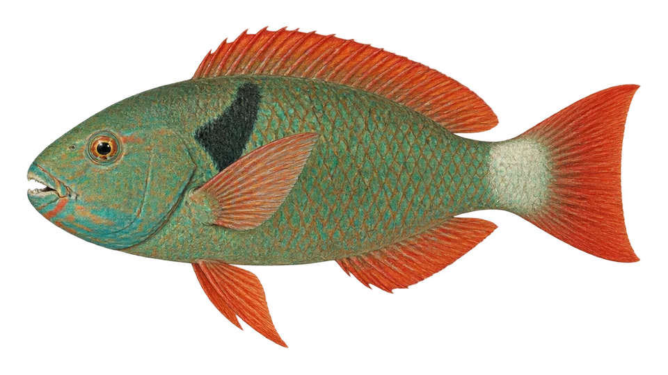 Scientific illustration of Redtail parrotfish