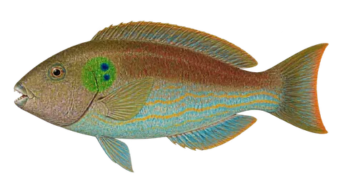 Illustration of Greenblotch parrotfish