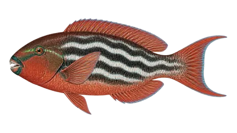Illustration of Blue-barred parrotfish