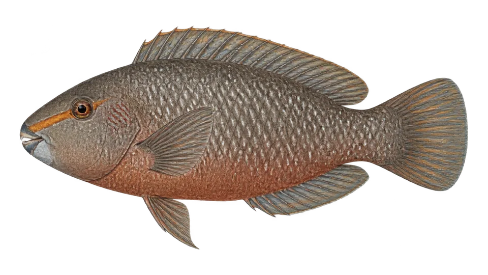 Scientific illustration of Carolines parrotfish