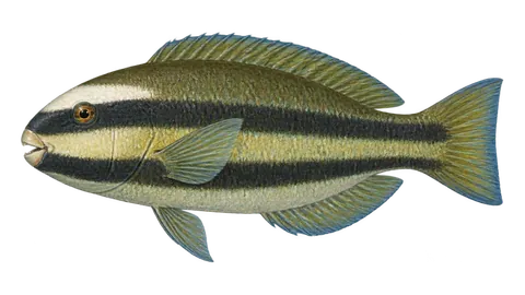 Illustration of Princess parrotfish