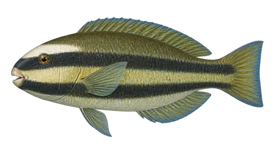 Scientific illustration of Princess parrotfish