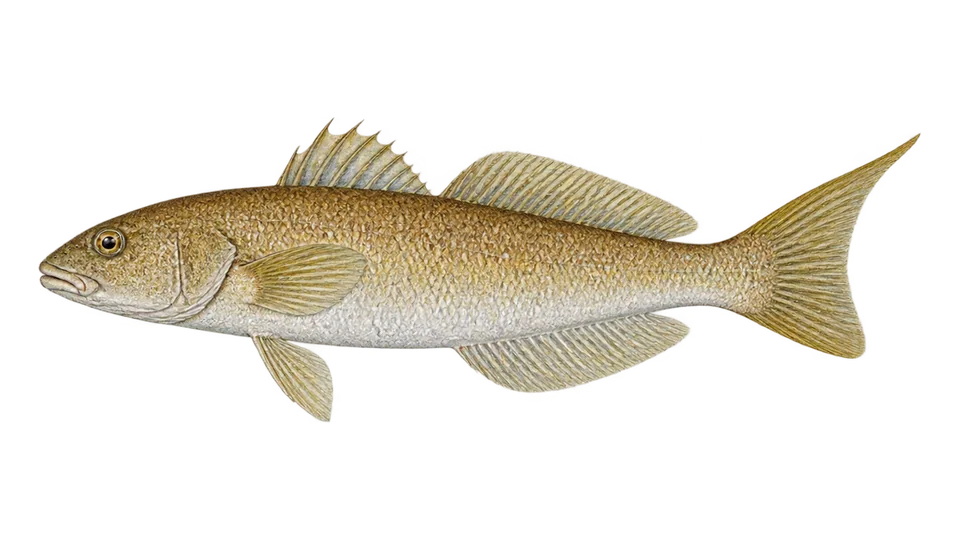 Scientific illustration of Squaretail duckbill