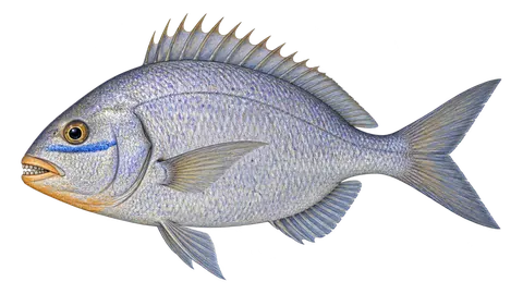 Illustration of Jolthead porgy