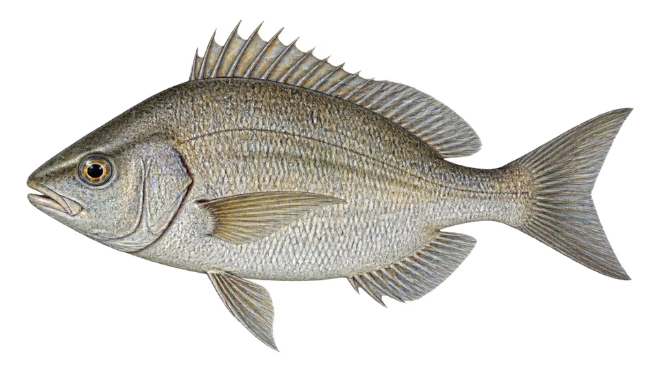Scientific illustration of Flathead porgy