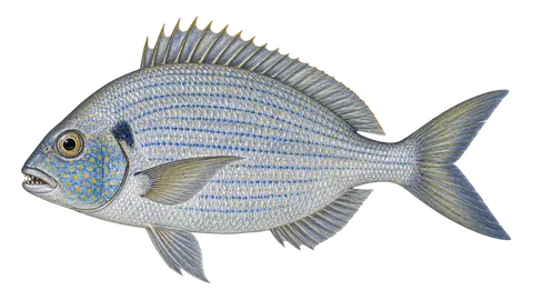 Illustration of Saucereye porgy