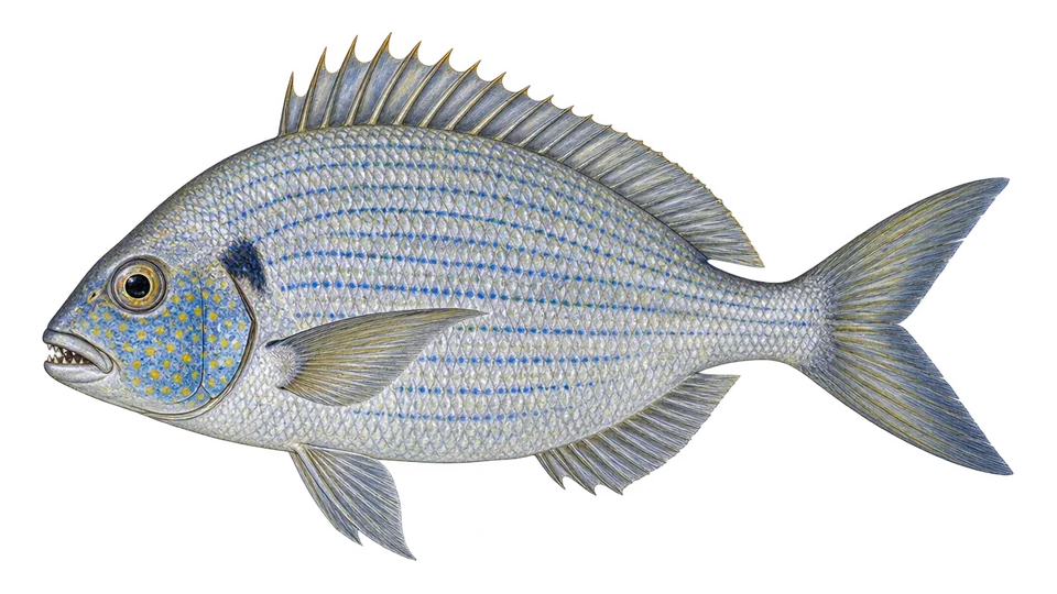 Scientific illustration of Saucereye porgy