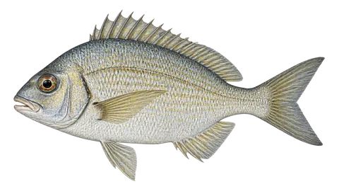 Ilustración de Pluma jorobada