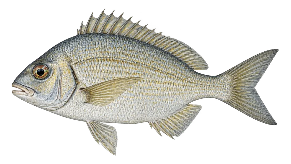 Ilustración científica de Pluma jorobada