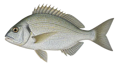 Ilustración de Pluma golfina