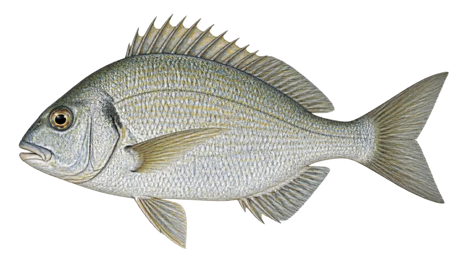 Ilustración científica de Pluma golfina