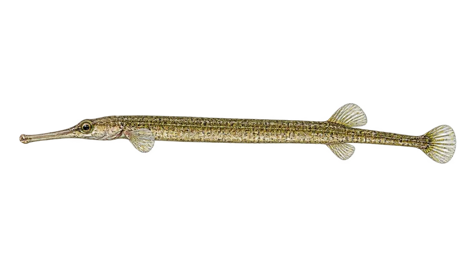 Scientific illustration of Bay pipefish