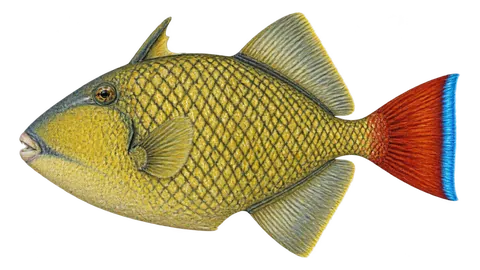 Illustration of Redtail triggerfish